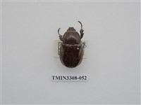 藏品(蘭嶼姬兜)的圖片